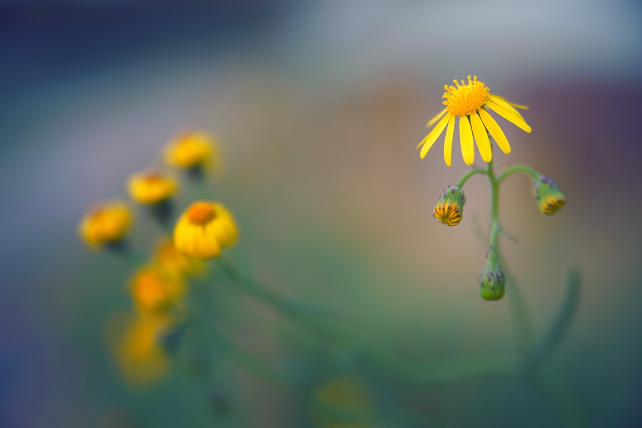 Fleurs jaunes dans une lumière douce, évocation de l’énergie universelle